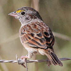 Bruant des savanes