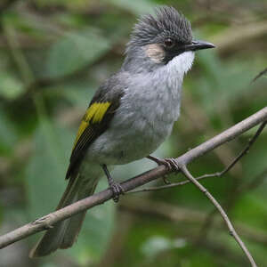 Bulbul à ailes vertes