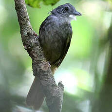 Bulbul à dos vert