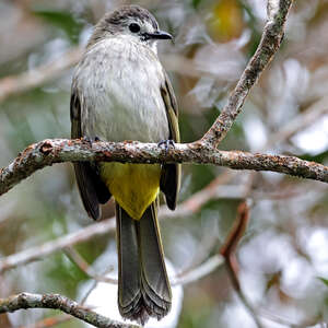 Bulbul à face pâle