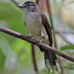 Bulbul à long bec