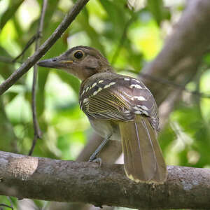 Bulbul à tête brune