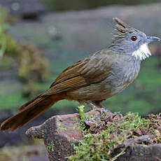 Bulbul à ventre marron