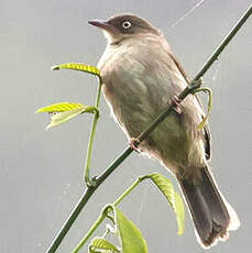 Bulbul aux yeux crème