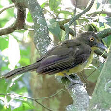 Bulbul aux yeux jaunes