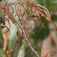 Bulbul aux yeux rouges