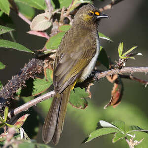 Bulbul bimaculé