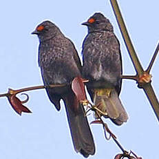 Bulbul d'Aceh