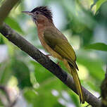 Bulbul de McClelland