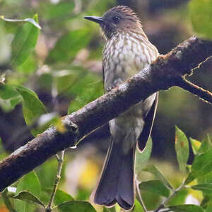 Bulbul de Sumatra