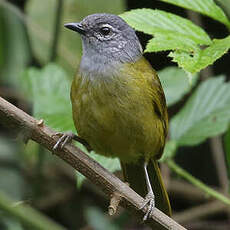 Bulbul kikuyu