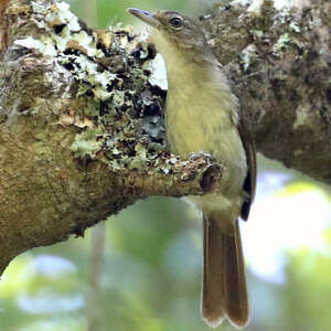 Bulbul placide