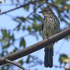 Bulbul rayé