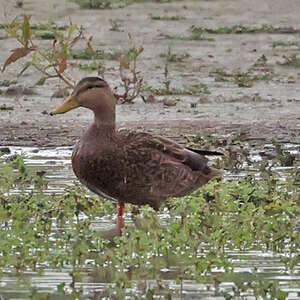 Canard du Mexique