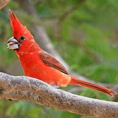 Cardinal vermillon