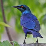 Choucador à oreillons bleus