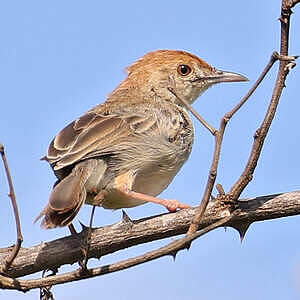 Cisticole grinçante