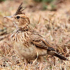 Cochevis de Malabar