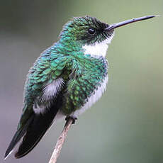 Colibri à gorge blanche