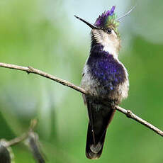 Colibri à huppe bleue