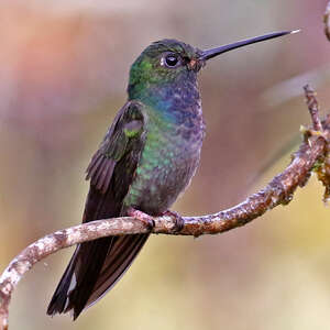 Colibri à queue blanche