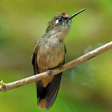 Colibri à tête rose