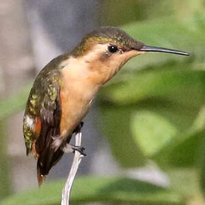 Colibri bourdon