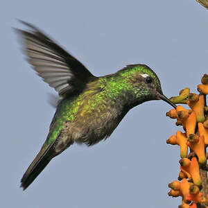 Colibri d'Abeillé