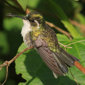 Colibri d'Abeillé