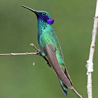 Colibri d'Anaïs