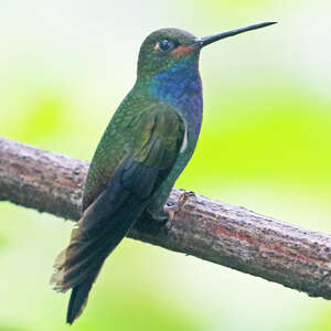 Colibri de Bouguer