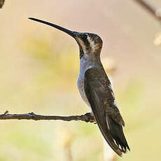 Colibri de Constant