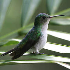 Colibri de Julie