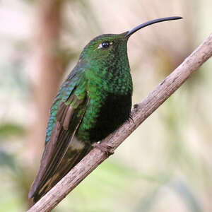 Colibri de Lafresnaye