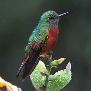 Colibri de Matthews