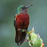 Colibri de Matthews