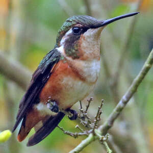 Colibri de Mulsant