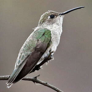 Colibri de Tumbes