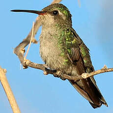 Colibri des Marias