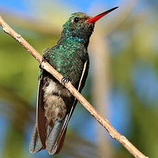 Colibri des Marias