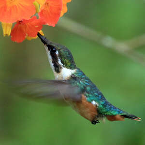 Colibri des Santa Marta