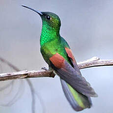 Colibri du Guerrero