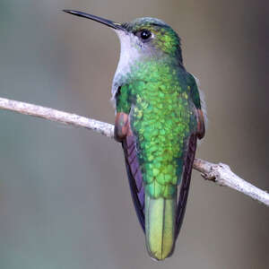 Colibri du Guerrero