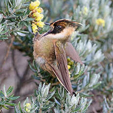 Colibri fauve