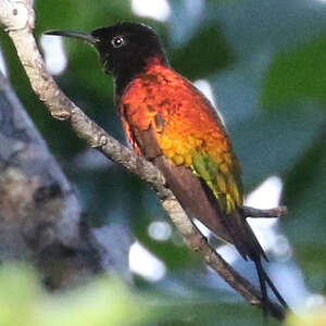 Colibri flamboyant