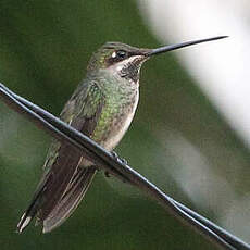 Colibri médiastin