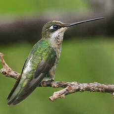 Colibri médiastin