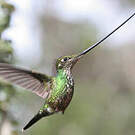 Colibri porte-épée