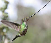 Colibri porte-épée