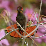 Colibri rubis-topaze